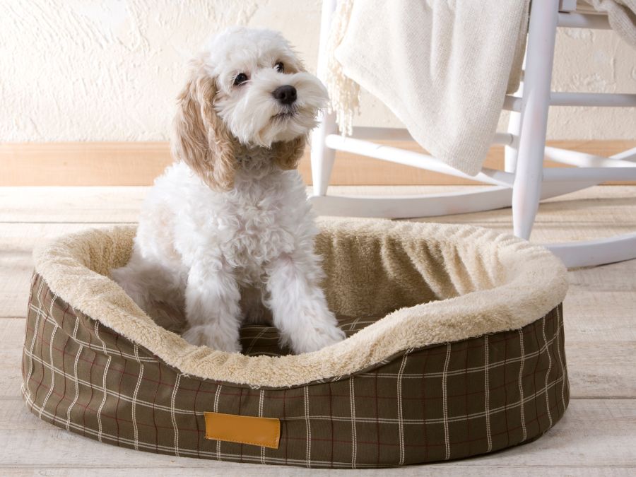 Jak prać i pielęgnować legowisko dla psa?